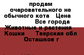 продам очаровательного не обычного кота › Цена ­ 7 000 000 - Все города Животные и растения » Кошки   . Тверская обл.,Осташков г.